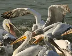 爱游戏APP-包含鹈鹕拒绝忘忧鸽，发挥日渐稳定的词条